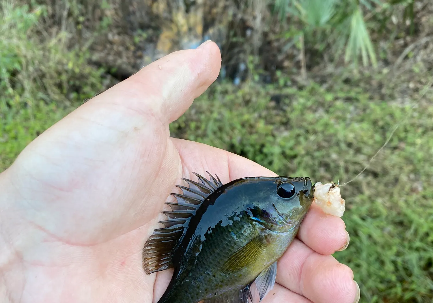 Spotted sunfish