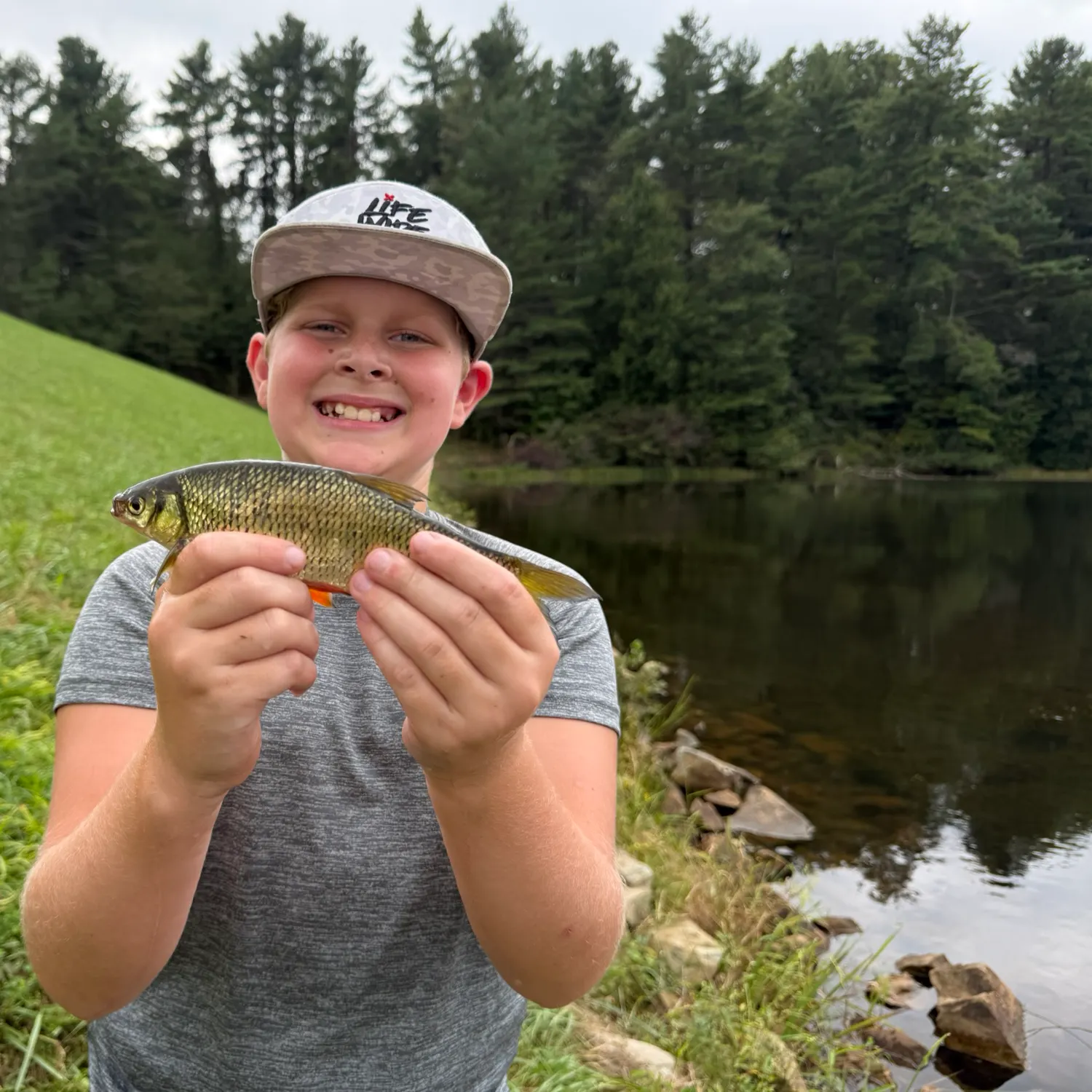 Golden shiner caught on Fishbrain