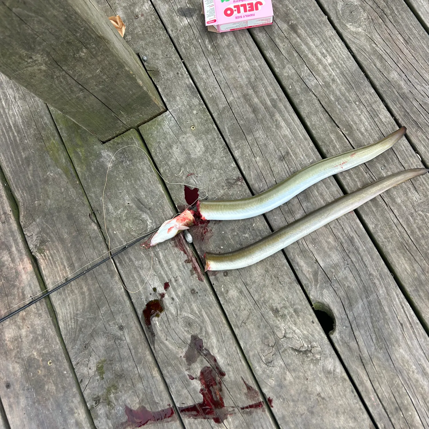 American eel caught on Fishbrain