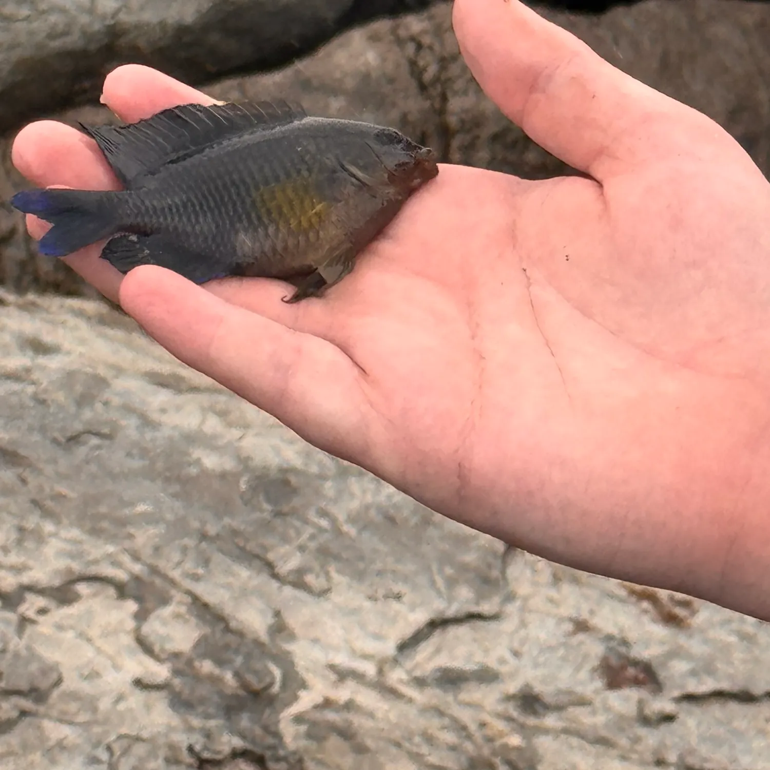 The most recent Longfin damselfish catches on Fishbrain