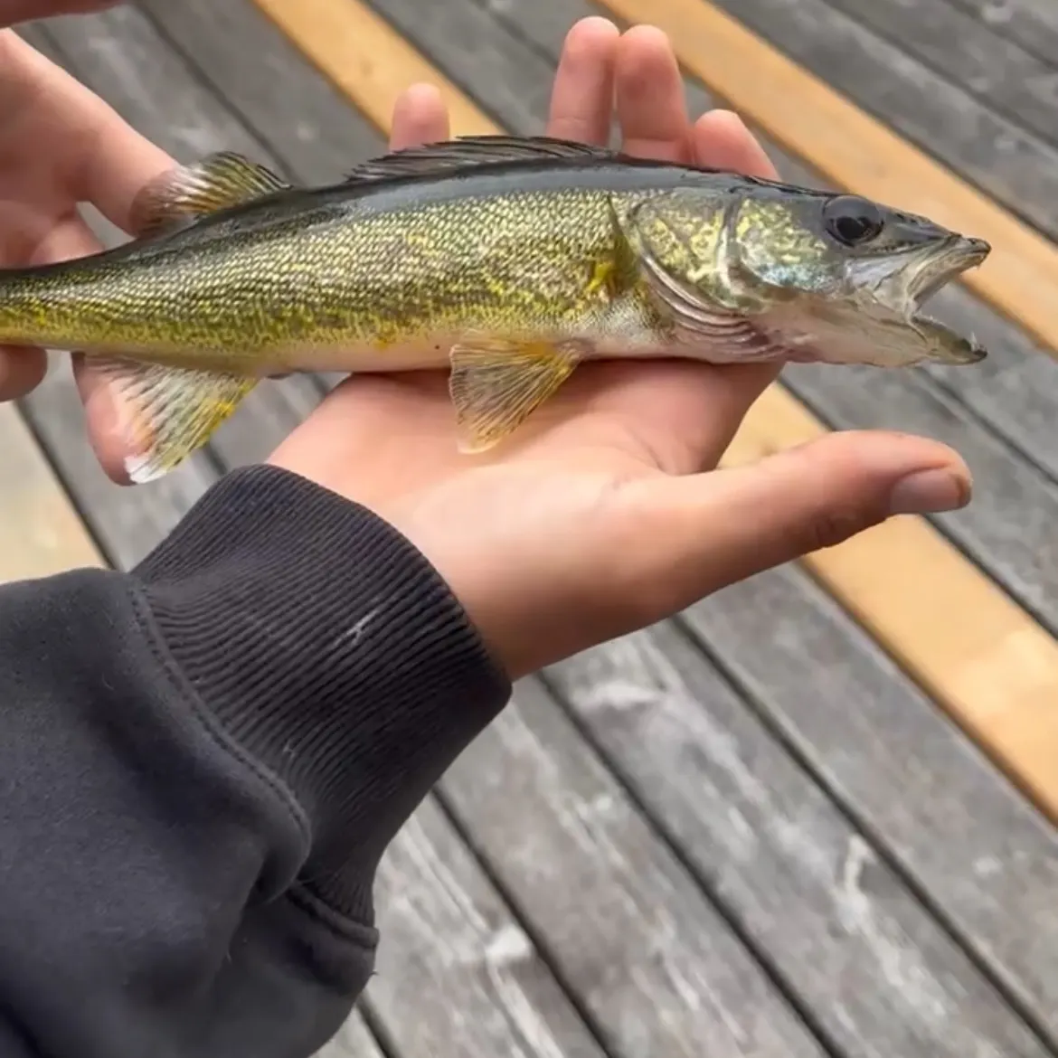 Walleye caught on Fishbrain