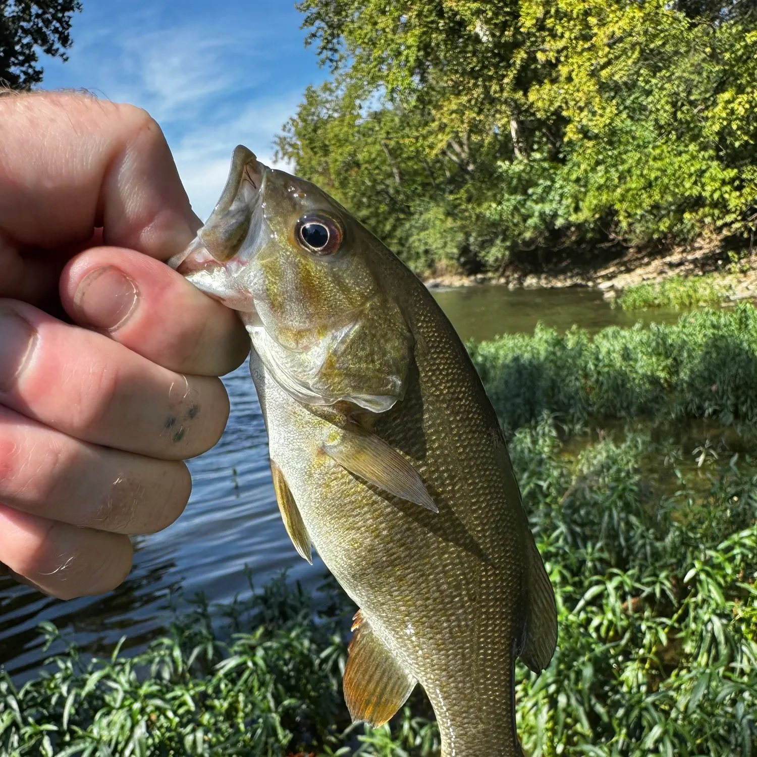 The most recent Smallmouth bass catches on Fishbrain
