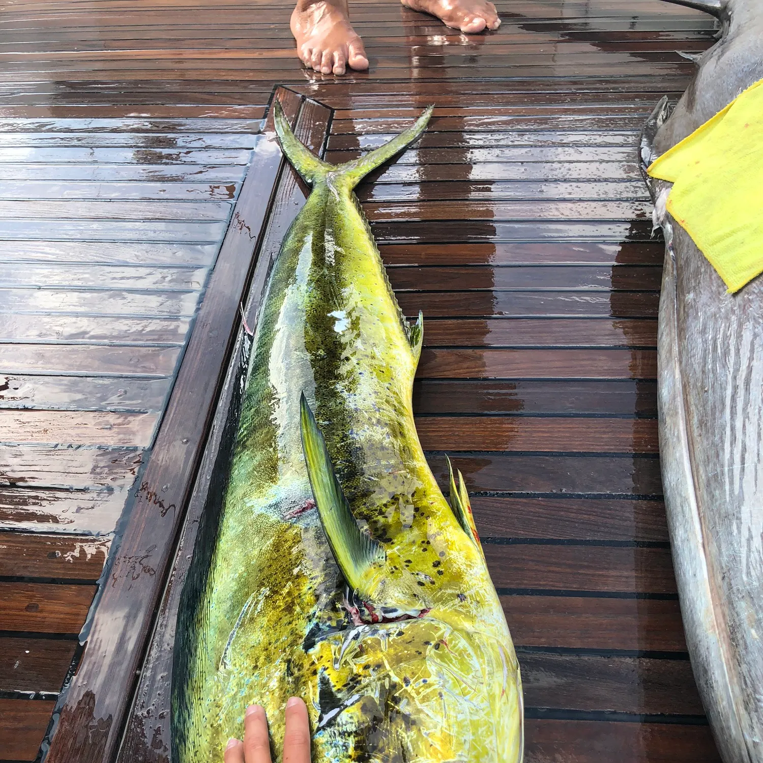 The most recent Common dolphinfish catches on Fishbrain