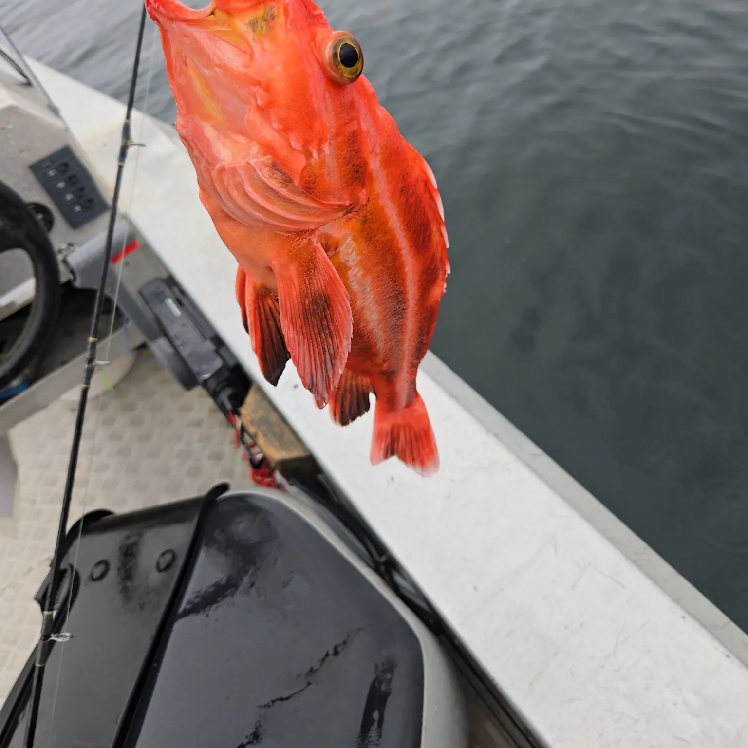 The most recent Yelloweye rockfish catches on Fishbrain