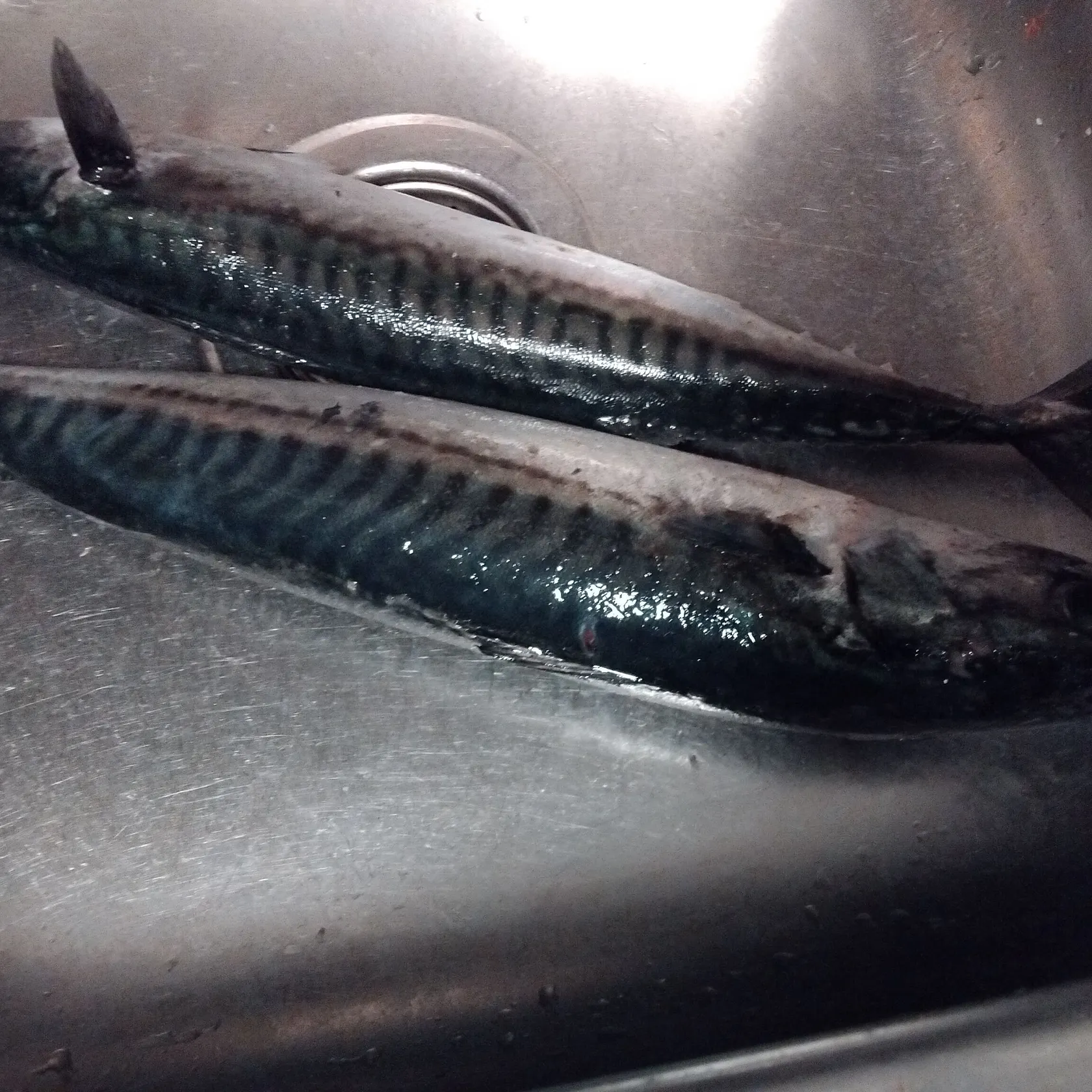 Atlantic mackerel caught on Fishbrain