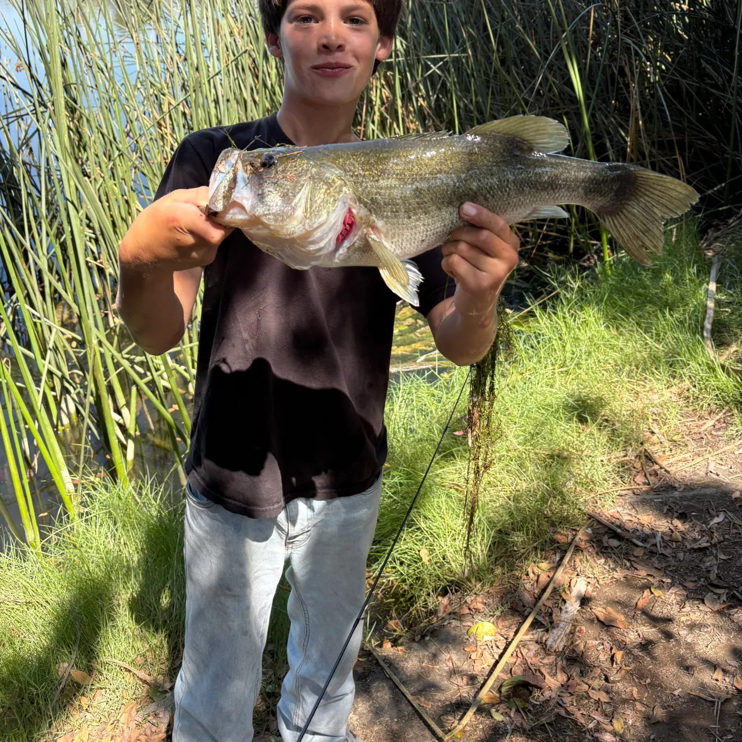 Largemouth bass caught on Fishbrain