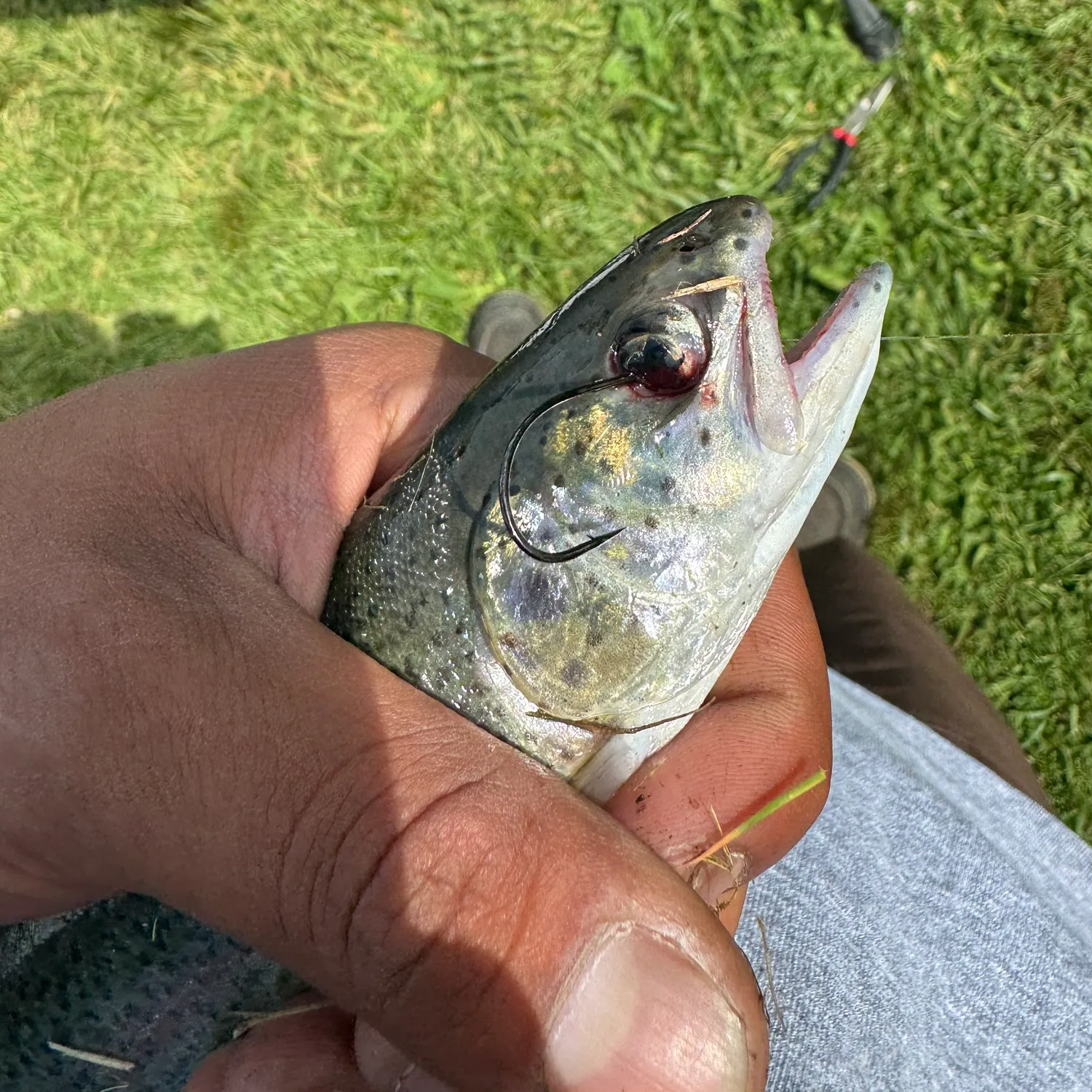 catch