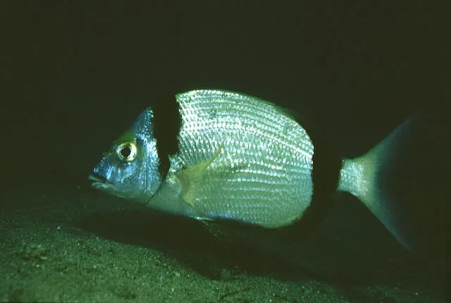 Common two-banded seabream