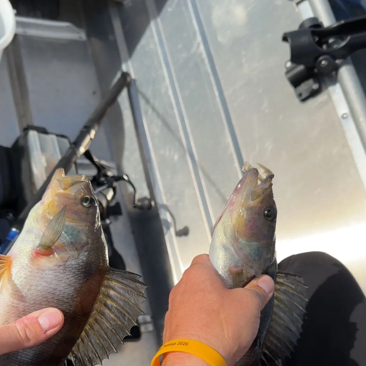 European perch caught on Fishbrain
