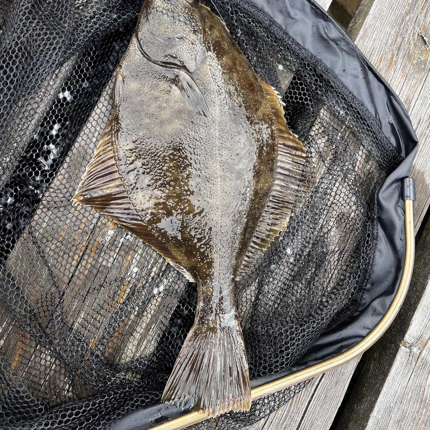 The most recent European flounder catches on Fishbrain