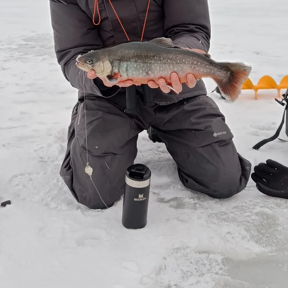 The most recent Arctic char catches on Fishbrain