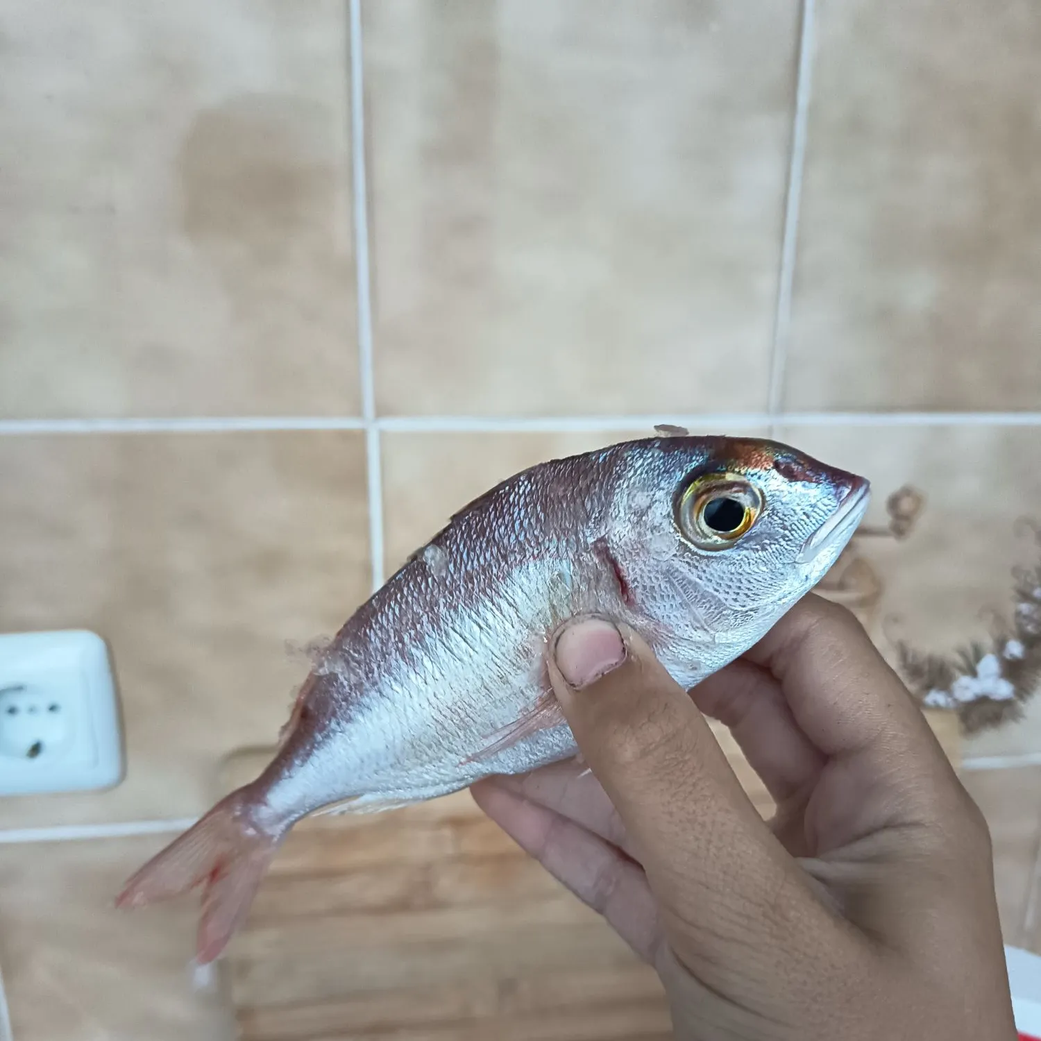 The most recent Common pandora catches on Fishbrain