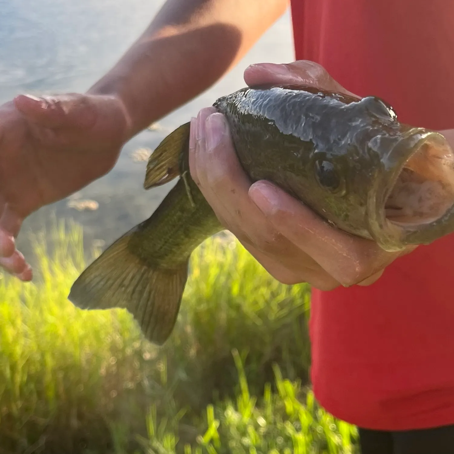 Florida bass caught on Fishbrain