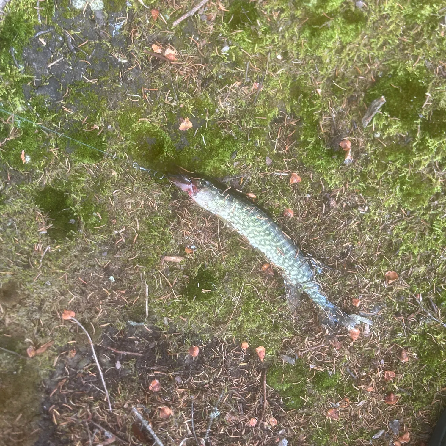 Chain pickerel caught on Fishbrain