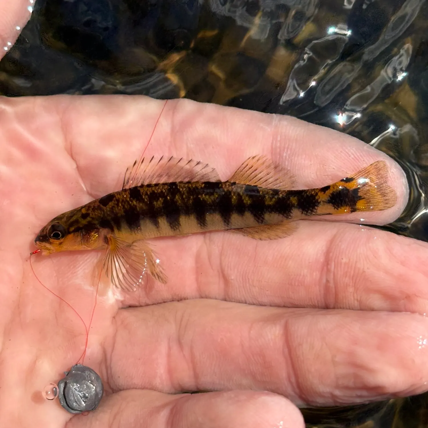 Westfalls darter caught on Fishbrain