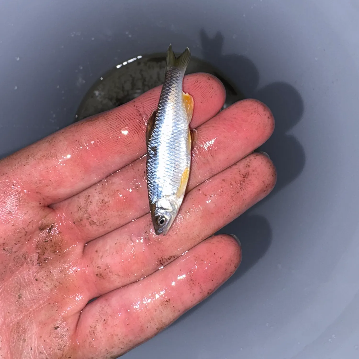 The most recent Spotfin shiner catches on Fishbrain