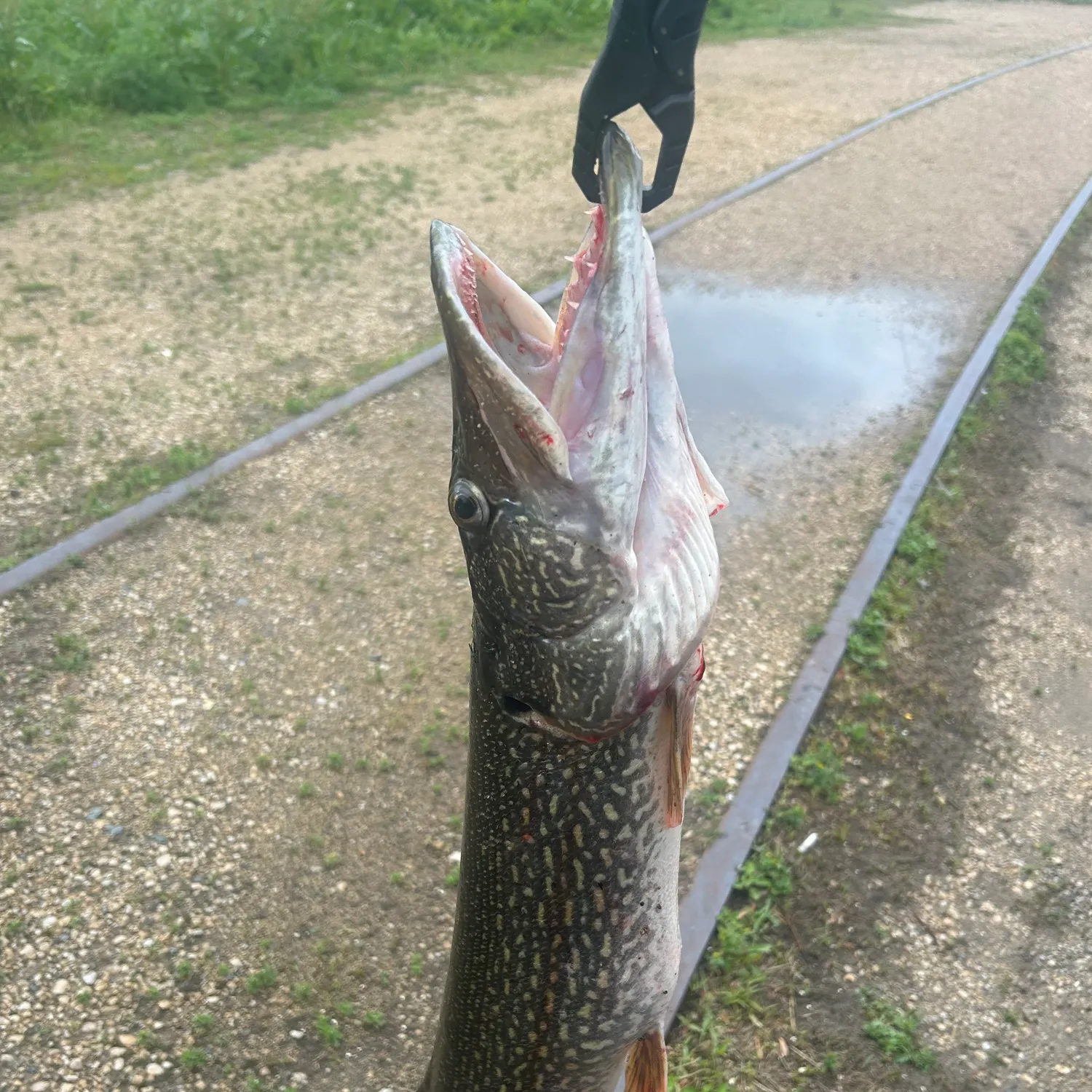 angler catch