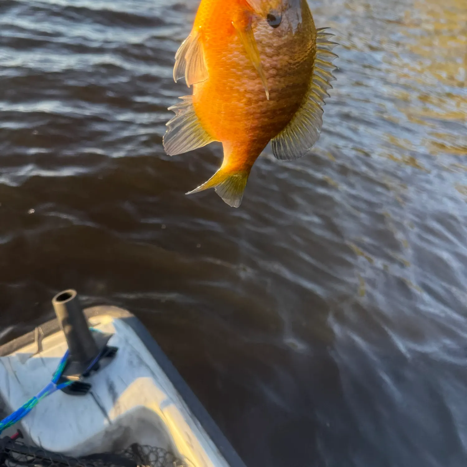 Bluegill caught on Fishbrain