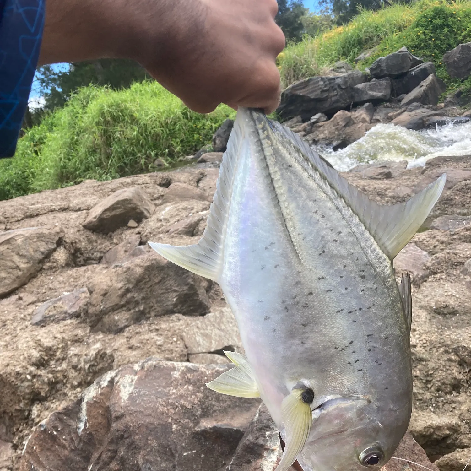 The most recent Brassy trevally catches on Fishbrain