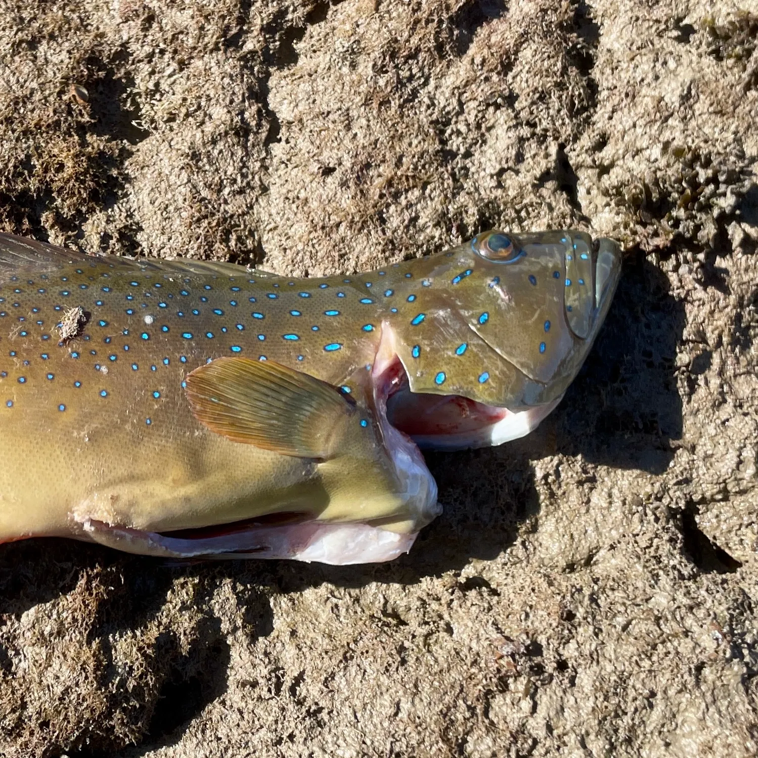 The most recent Spotted coralgrouper catches on Fishbrain