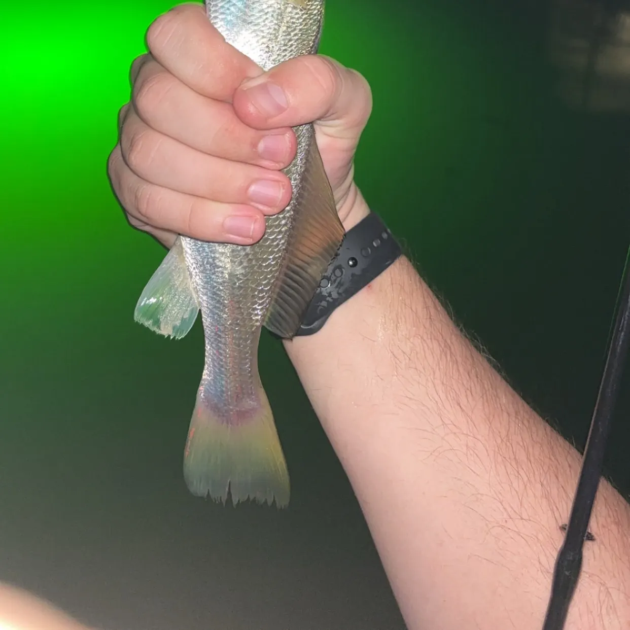 Sand seatrout caught on Fishbrain