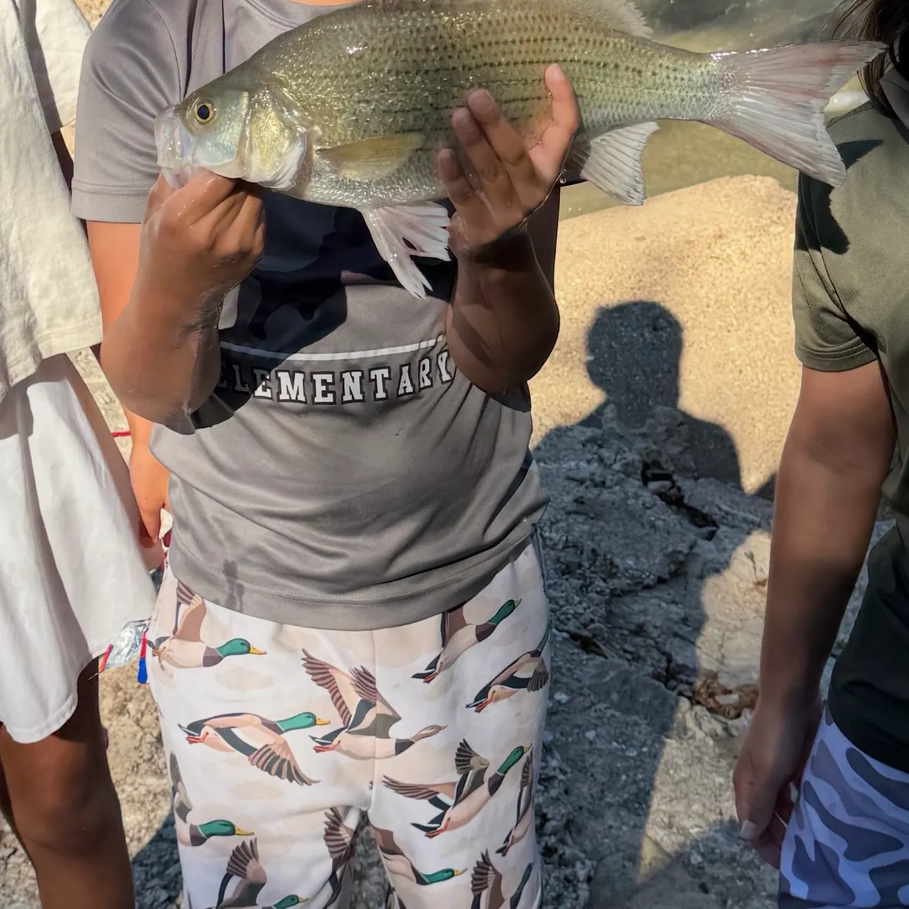 White bass caught on Fishbrain