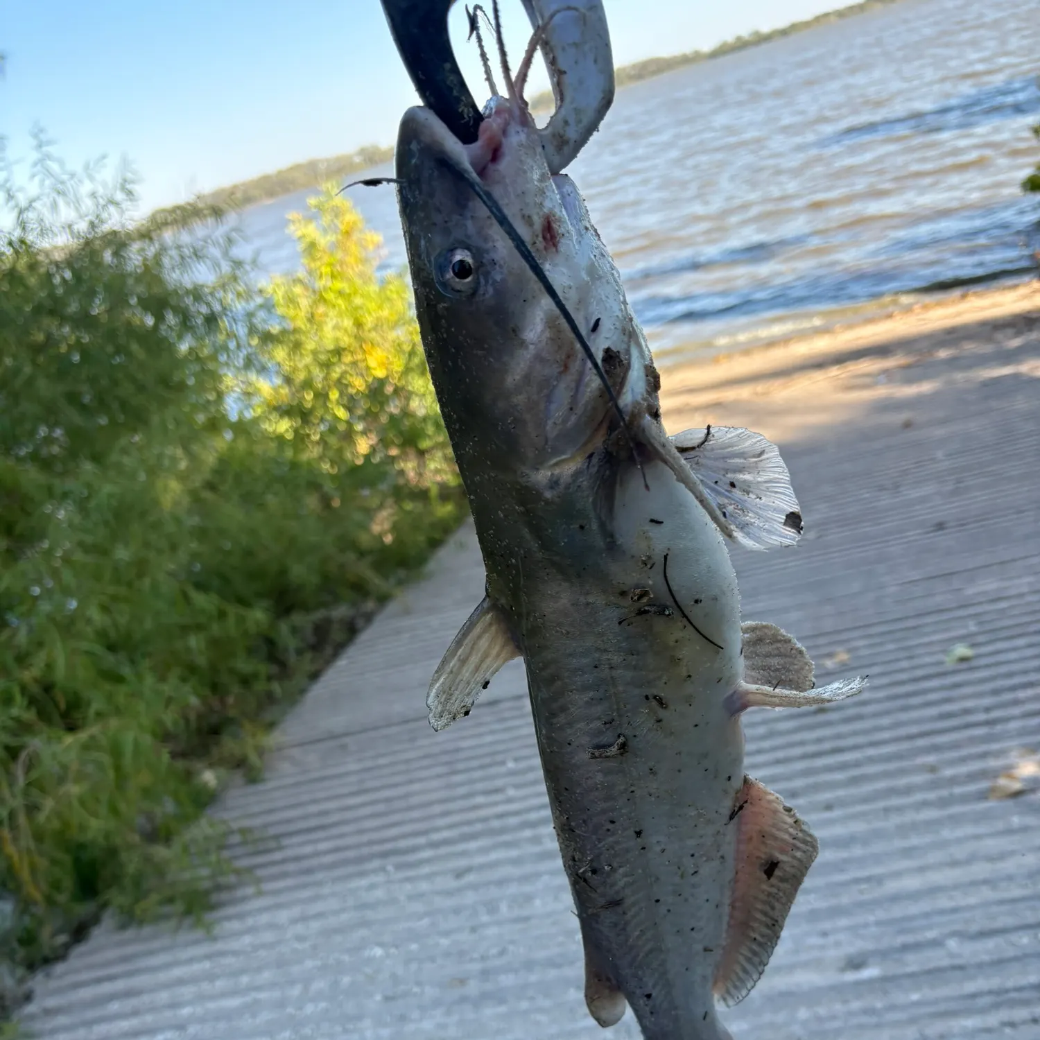 Channel catfish caught on Fishbrain