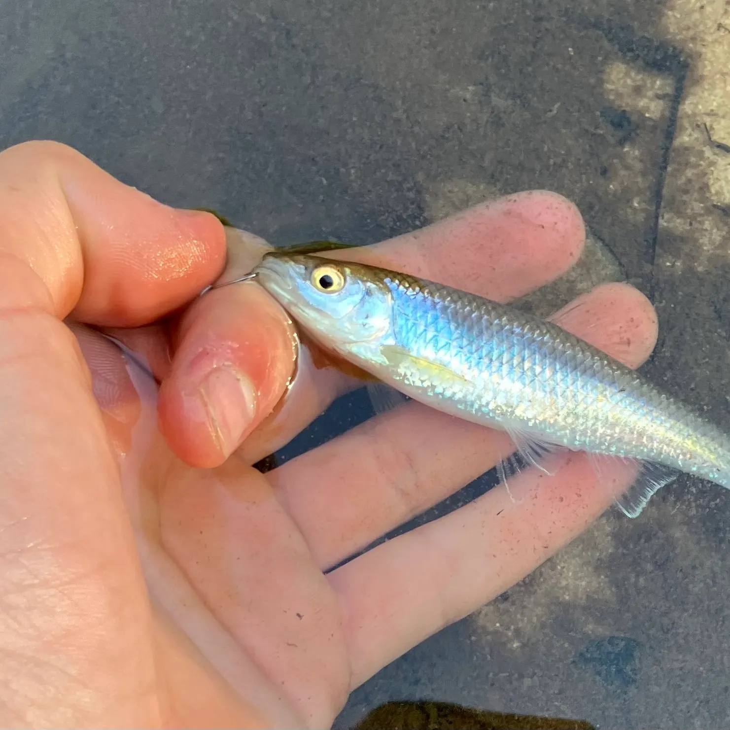 The most recent Slender blacktail shiner catches on Fishbrain