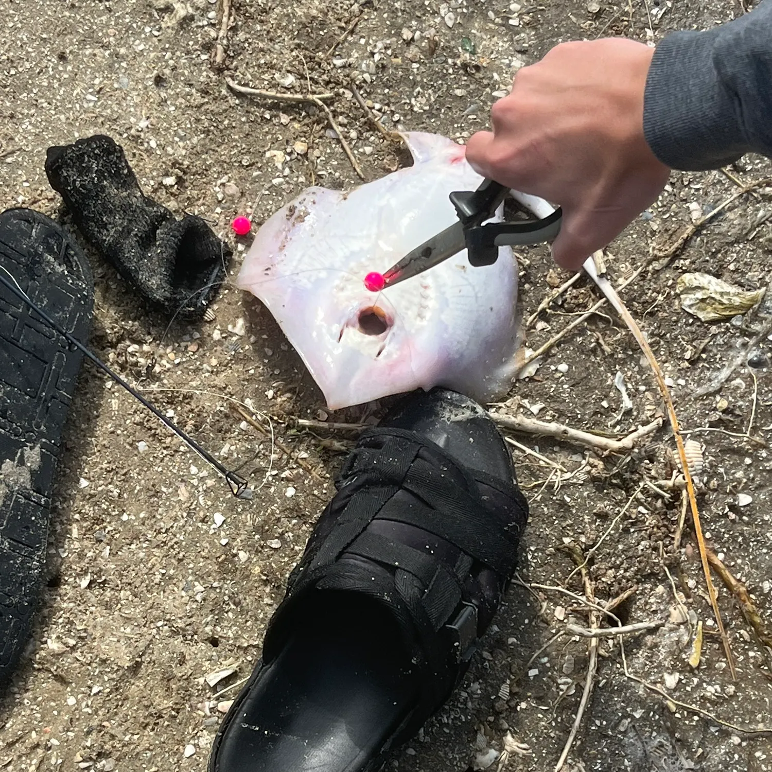 The most recent Atlantic stingray catches on Fishbrain