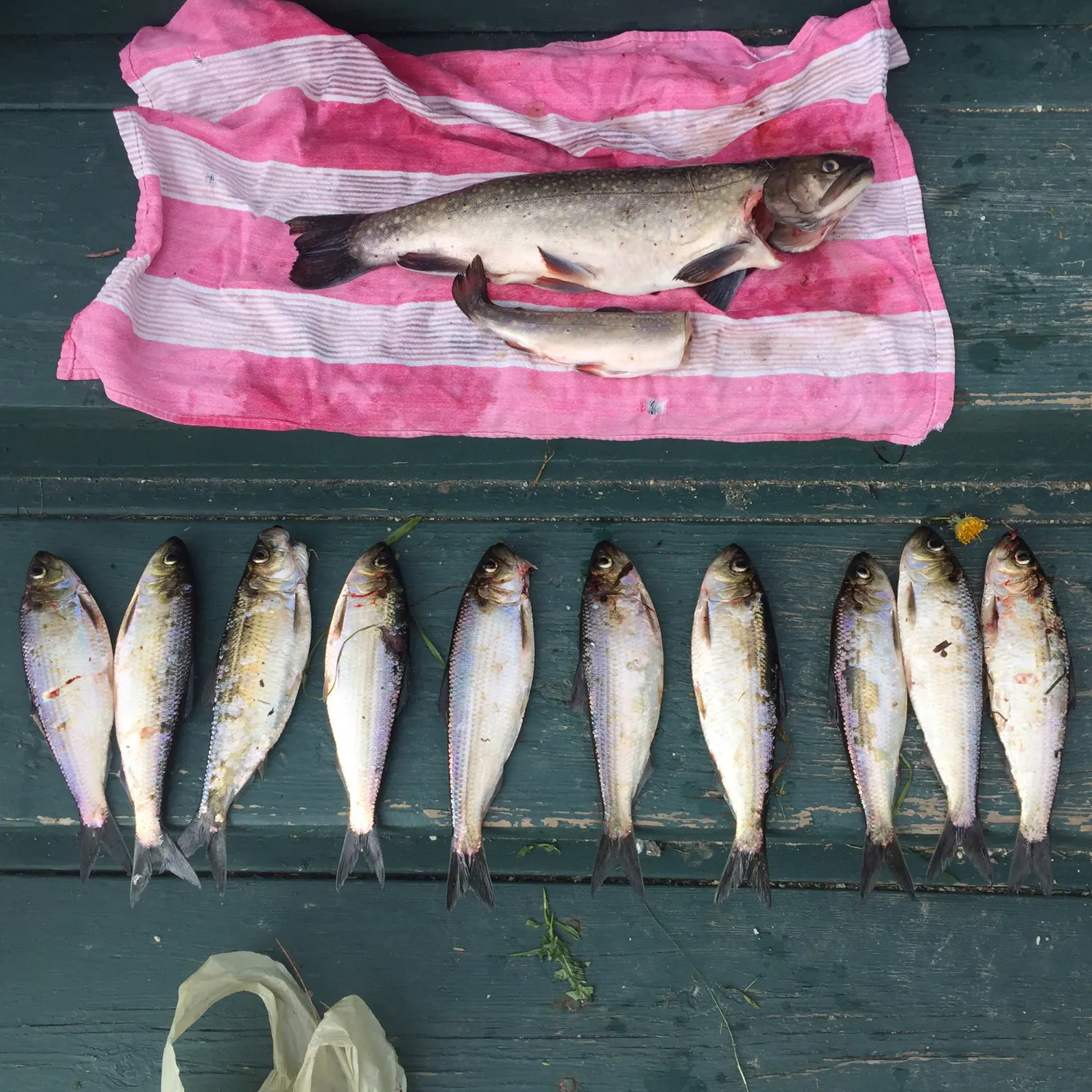 recently logged catches