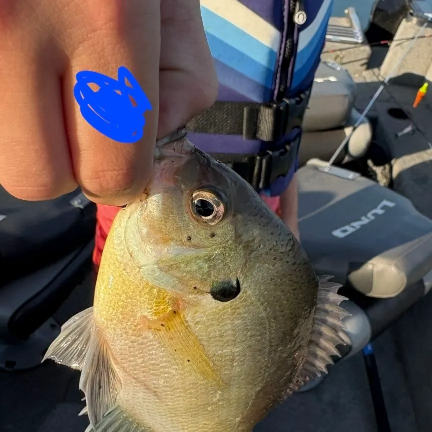 Bluegill caught on Fishbrain