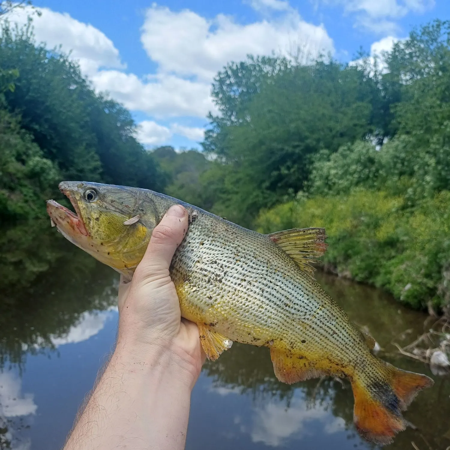 The most recent Golden dorado catches on Fishbrain