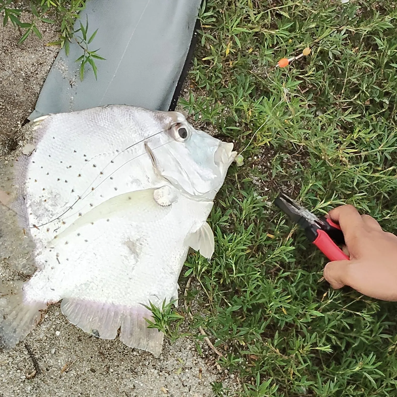 The most recent Southern pompano catches on Fishbrain