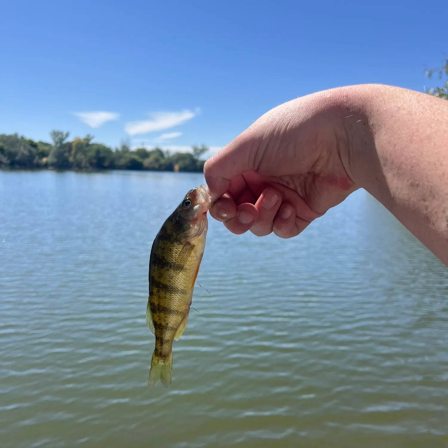 Yellow perch caught on Fishbrain