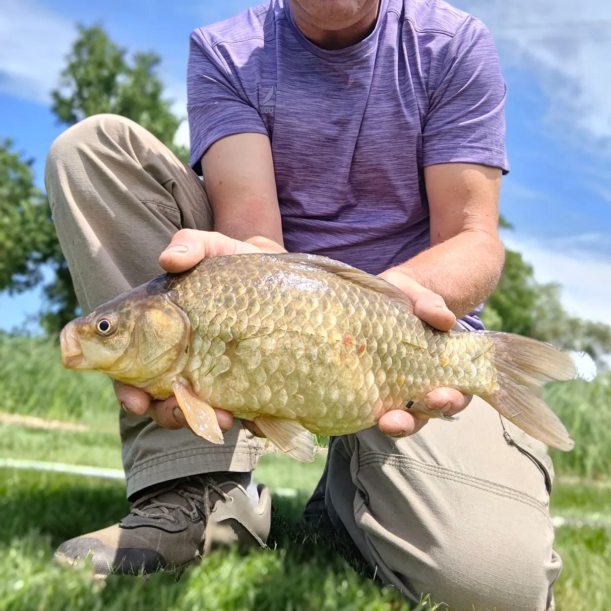 The most recent Japanese white crucian carp catches on Fishbrain