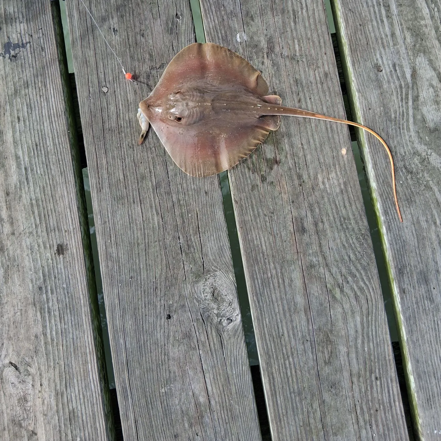 The most recent Atlantic stingray catches on Fishbrain