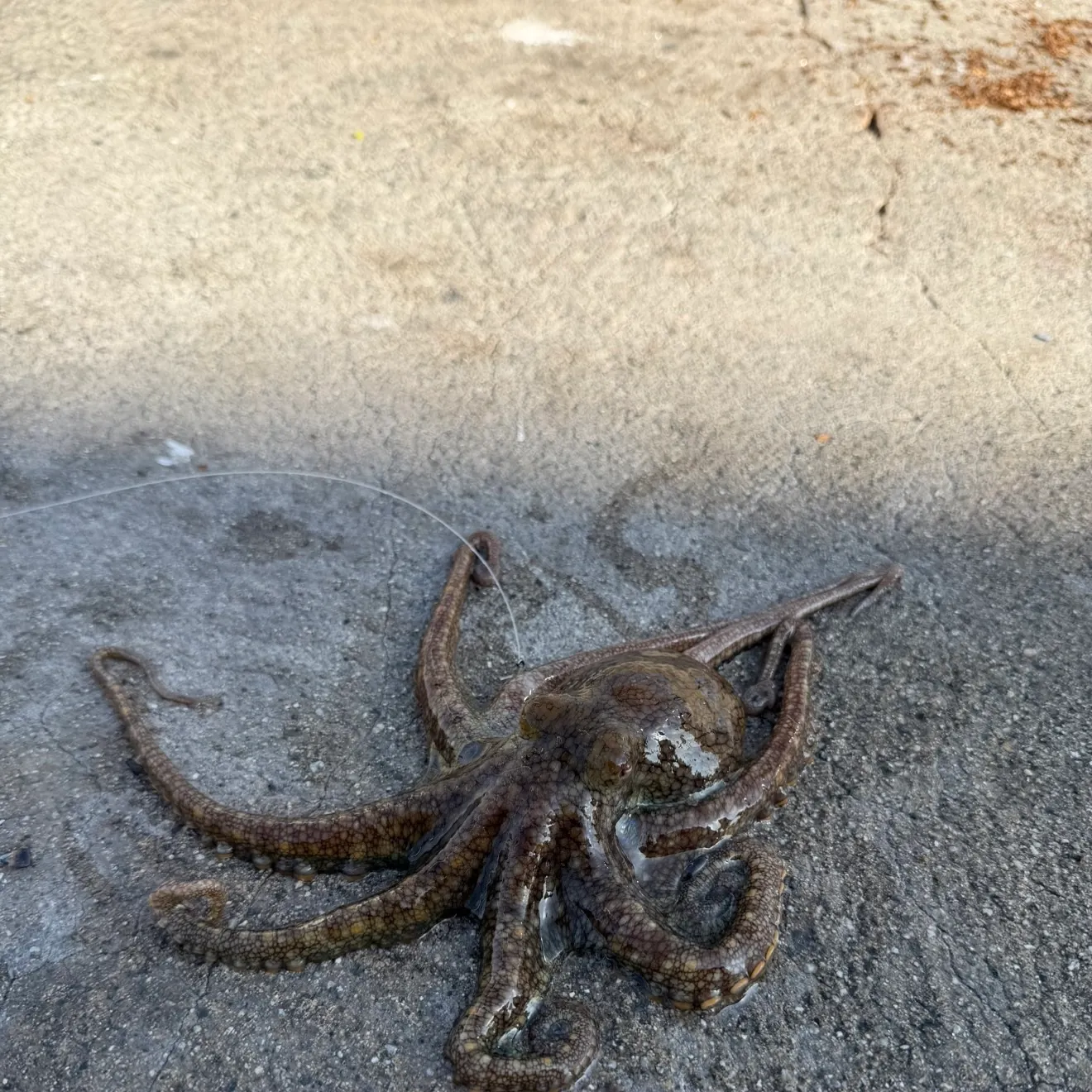 The most recent California two-spot octopus catches on Fishbrain