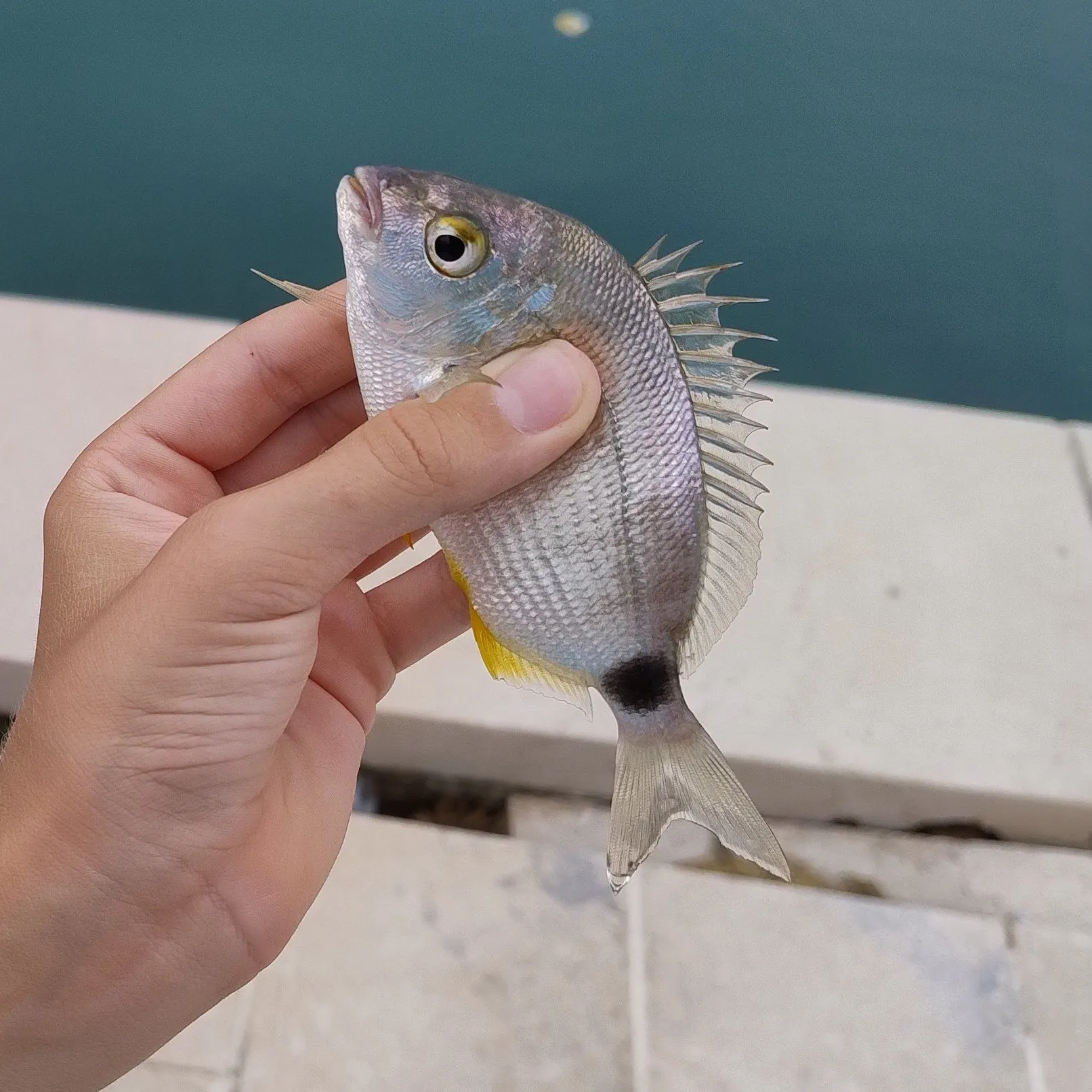 The most recent Annular seabream catches on Fishbrain