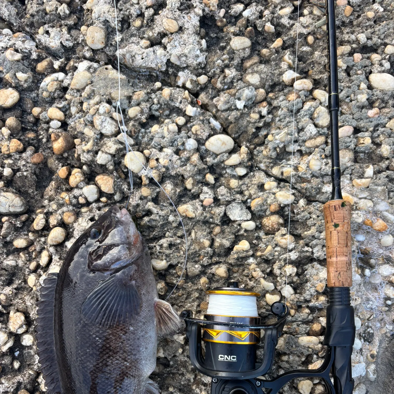 Tautog caught on Fishbrain