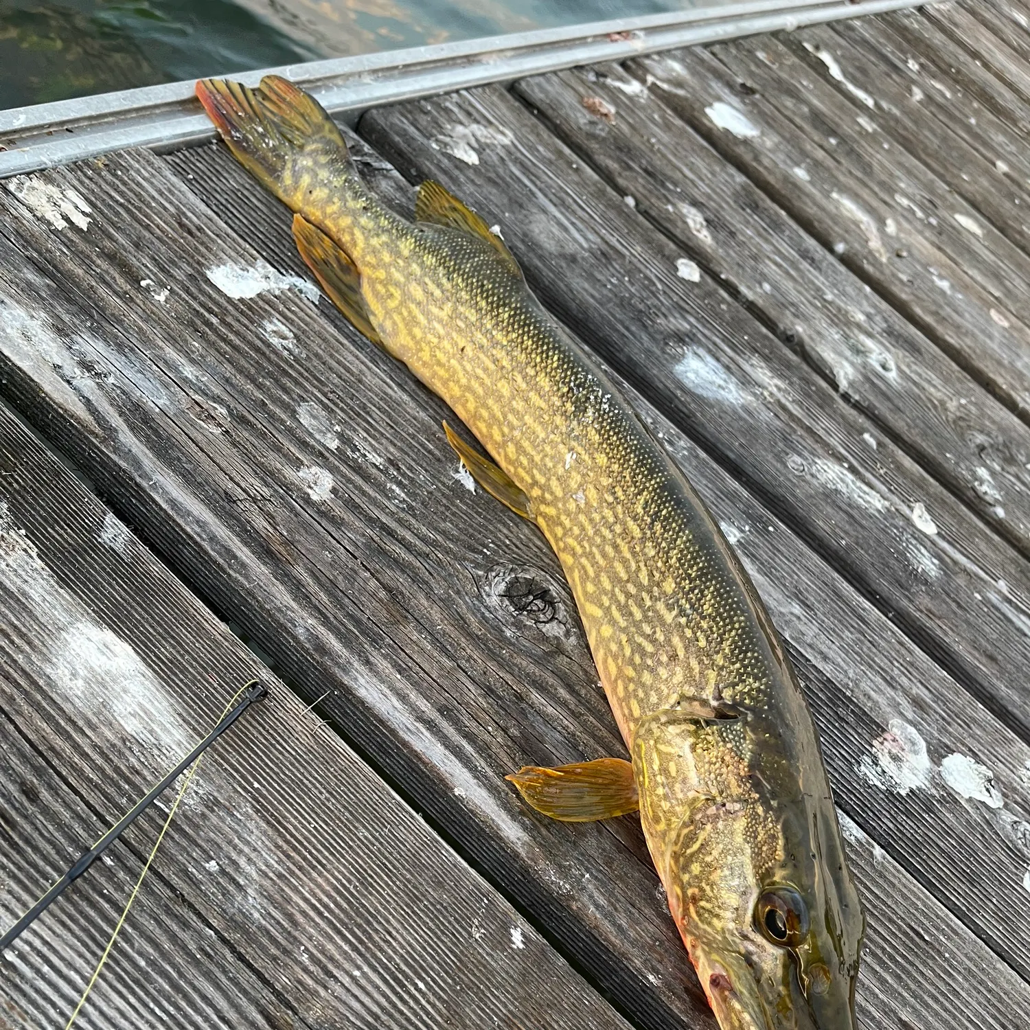 Northern pike caught on Fishbrain