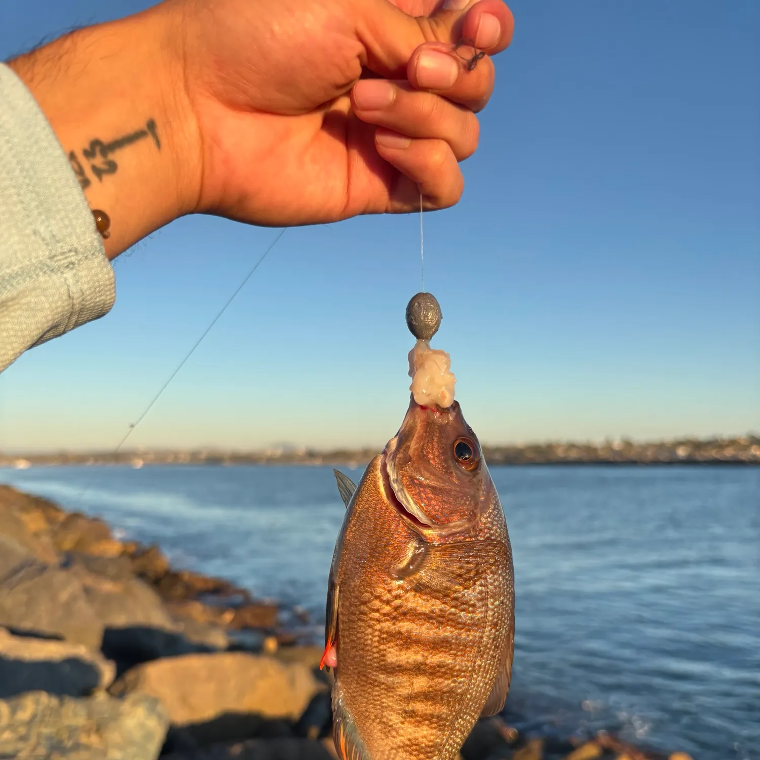 Black perch caught on Fishbrain