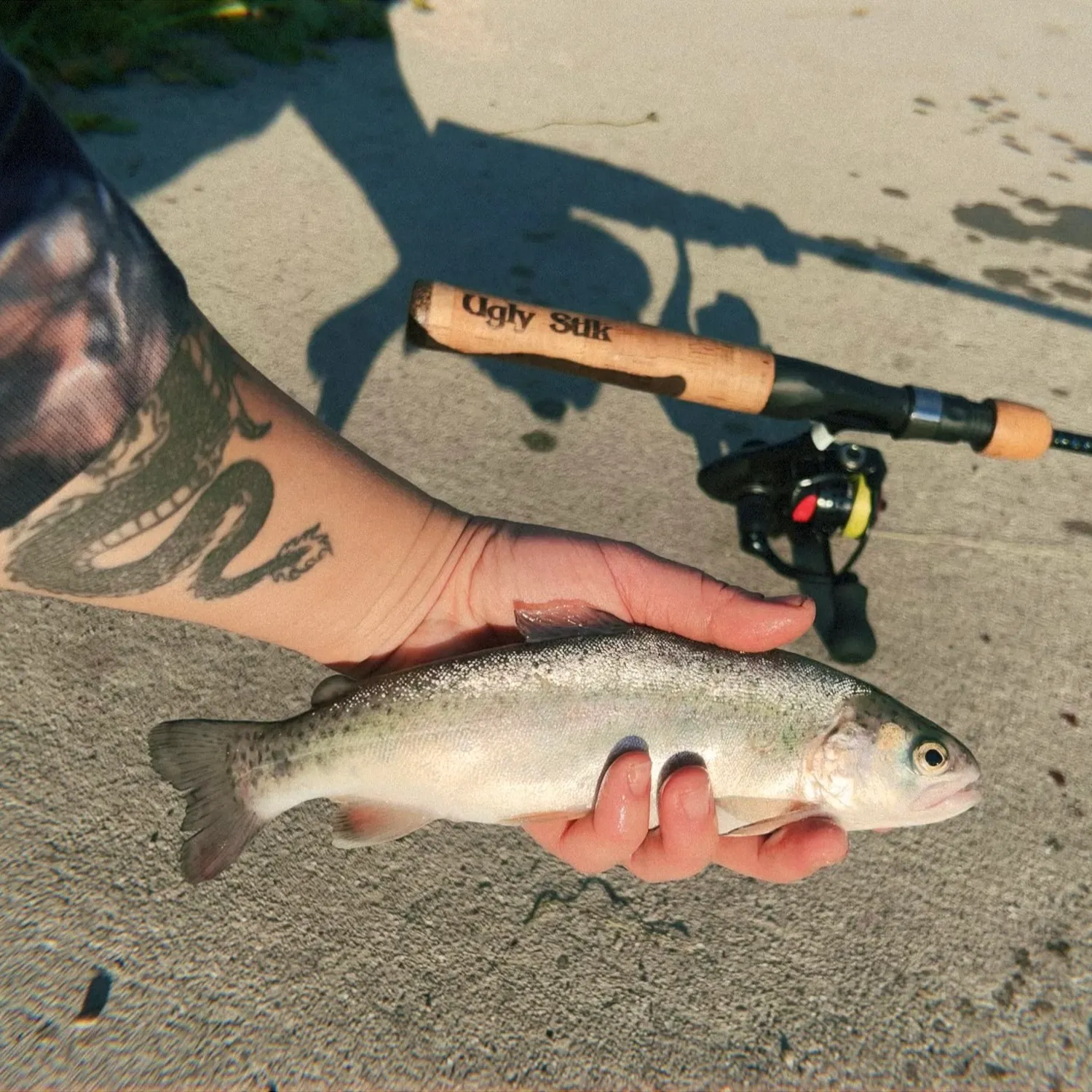 Rainbow trout caught on Fishbrain