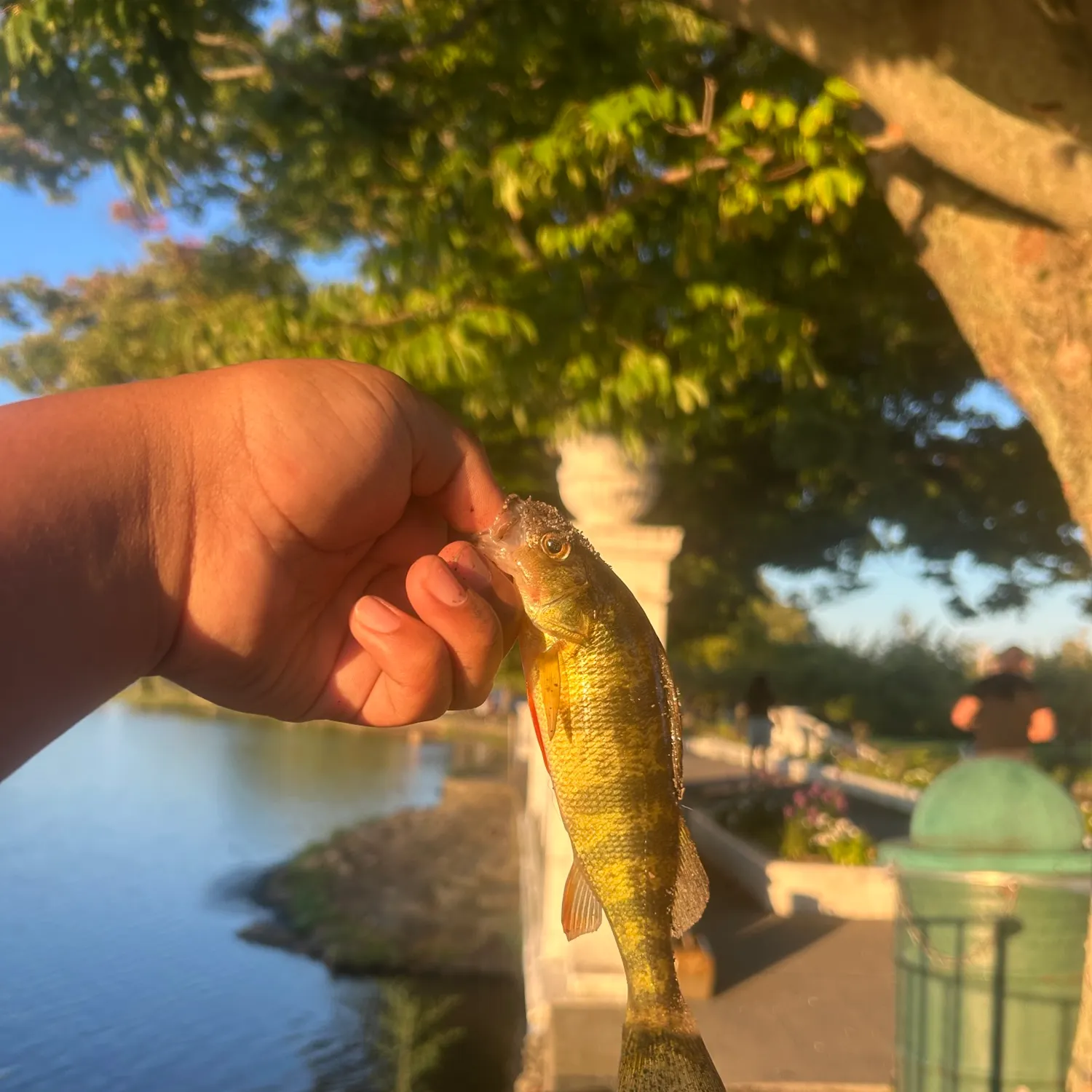 Yellow perch caught on Fishbrain
