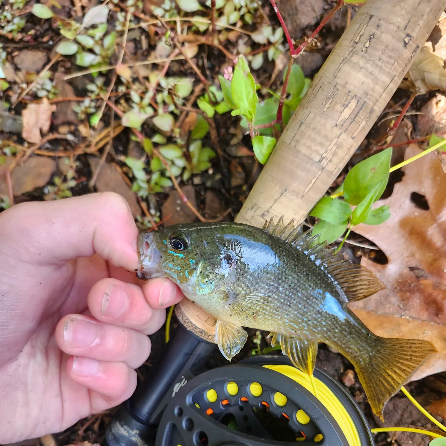 Green sunfish caught on Fishbrain