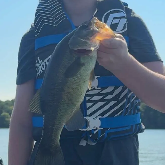 Largemouth bass caught on Fishbrain