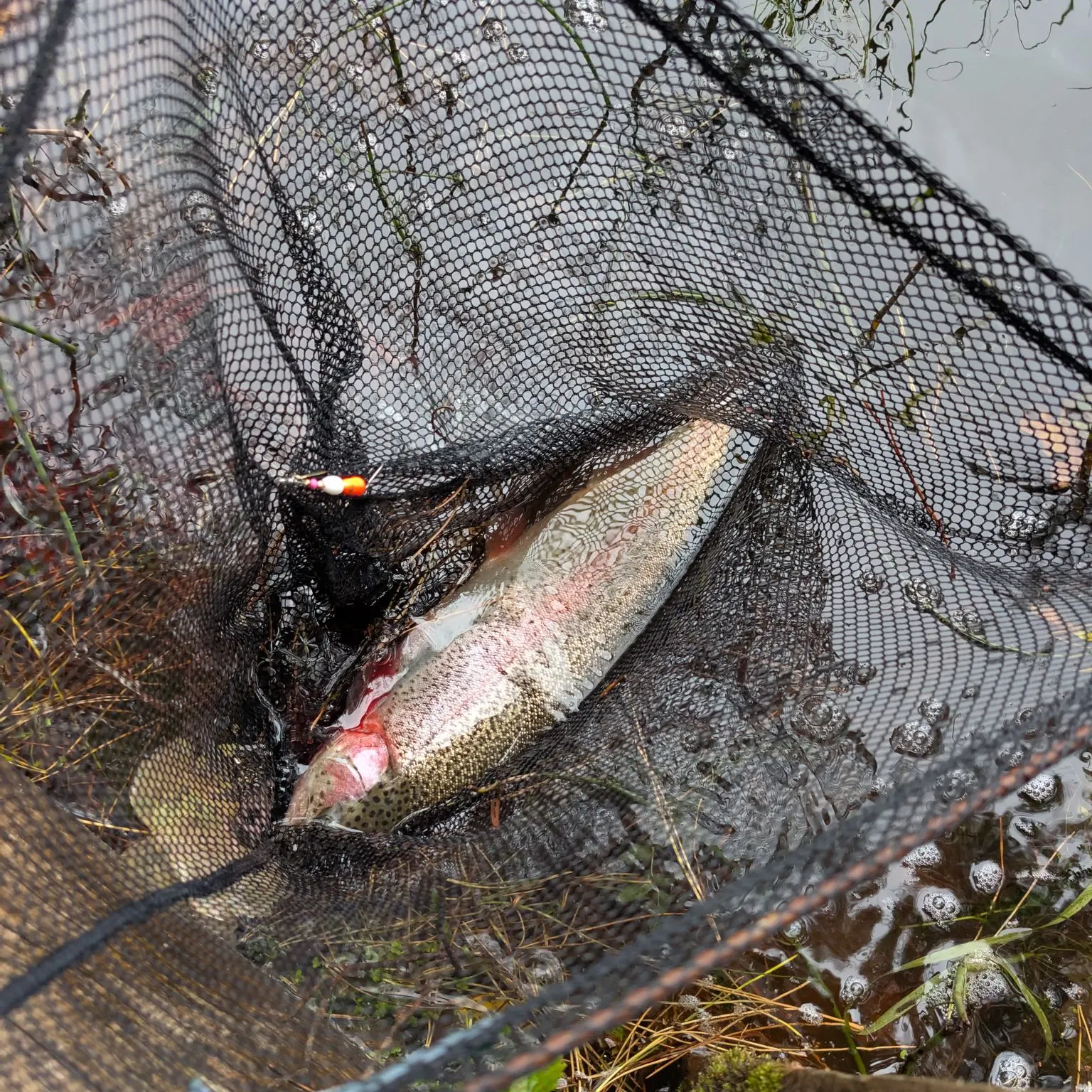 Rainbow trout caught on Fishbrain