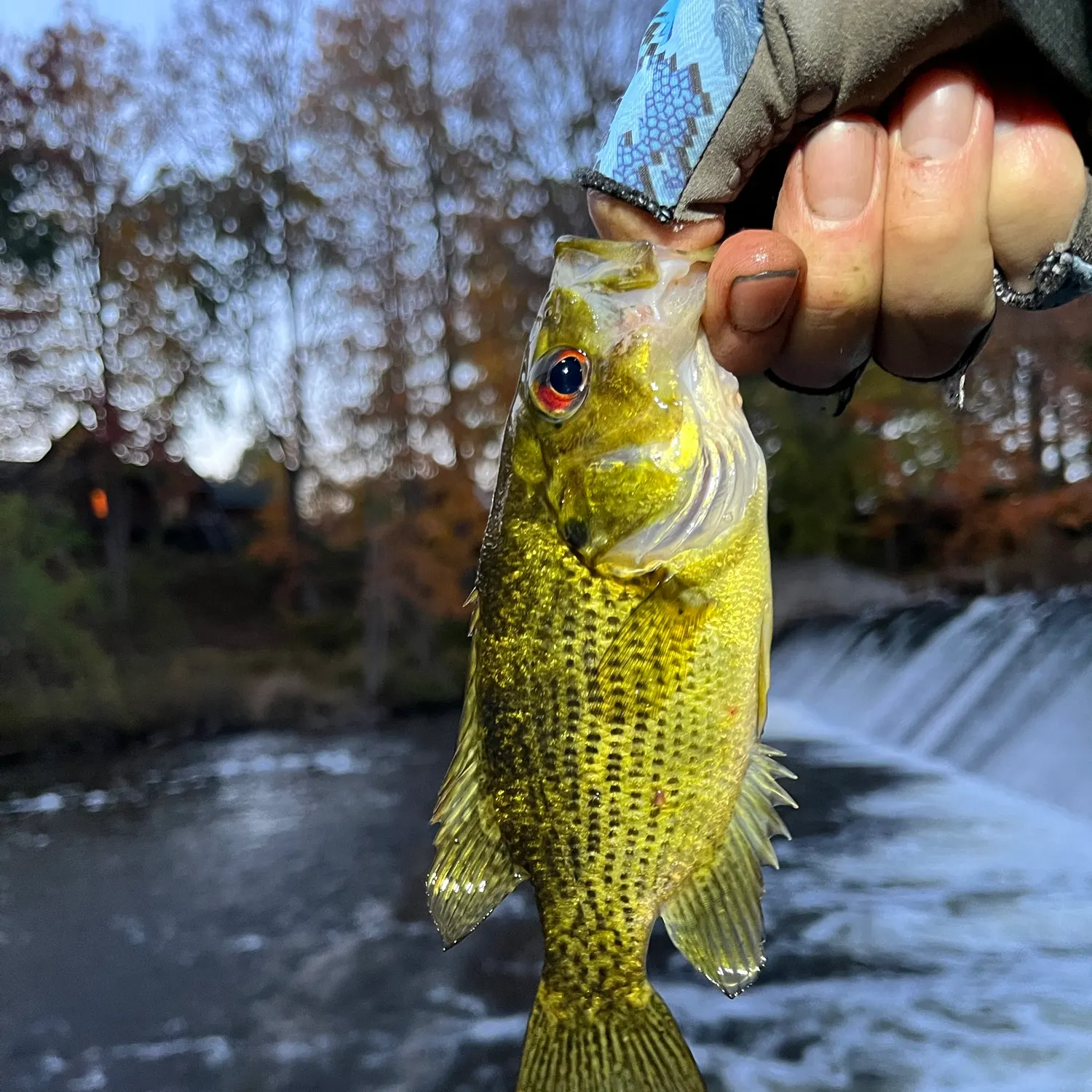 Rock bass caught on Fishbrain