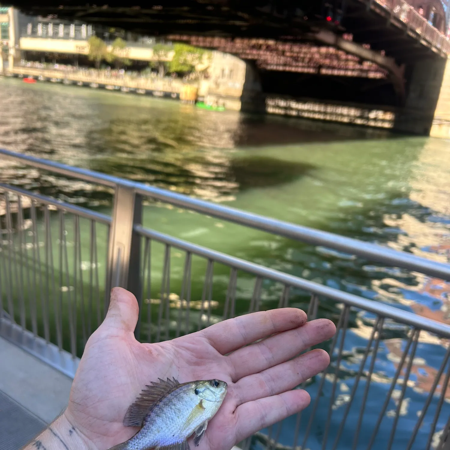 Bluegill caught on Fishbrain