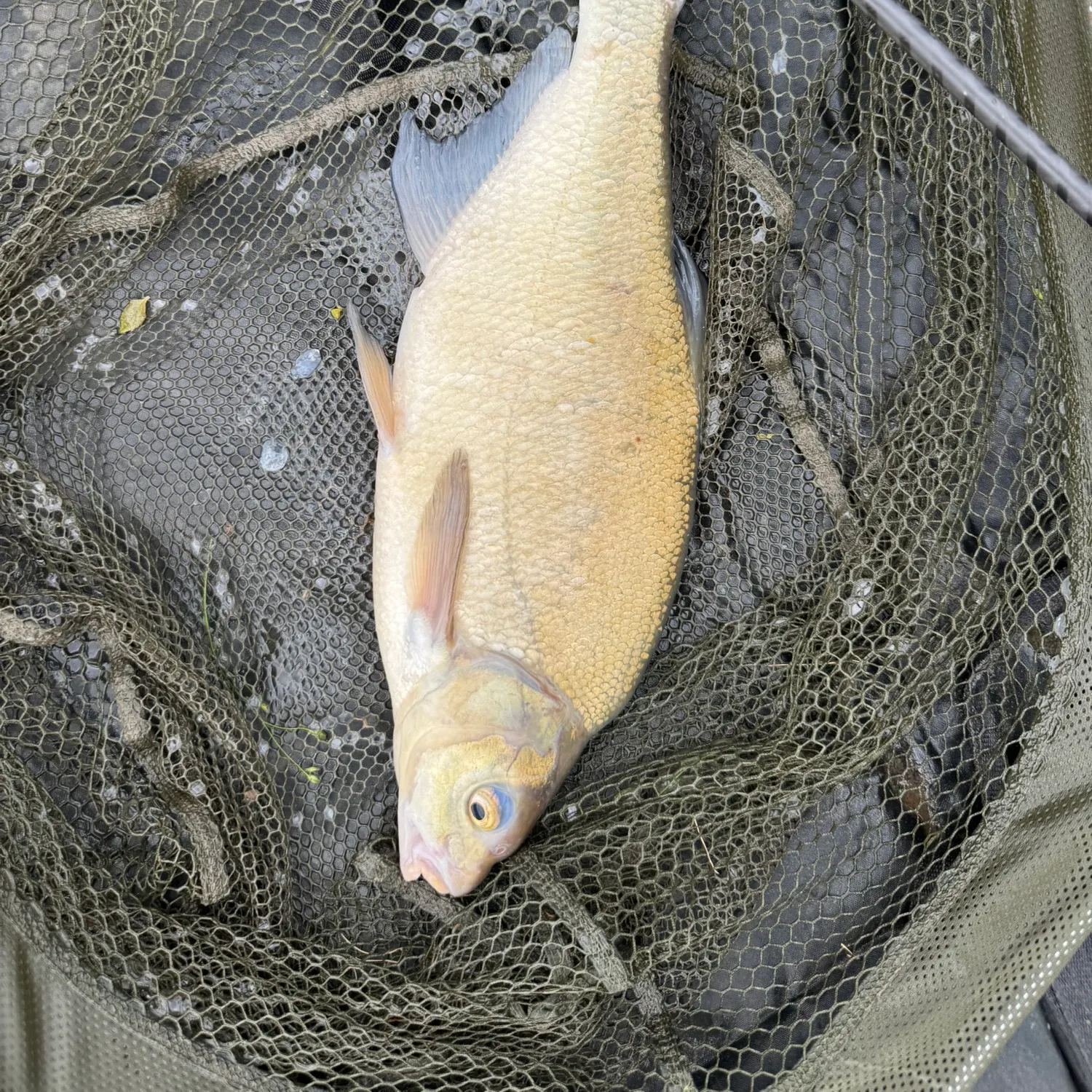 Common bream caught on Fishbrain