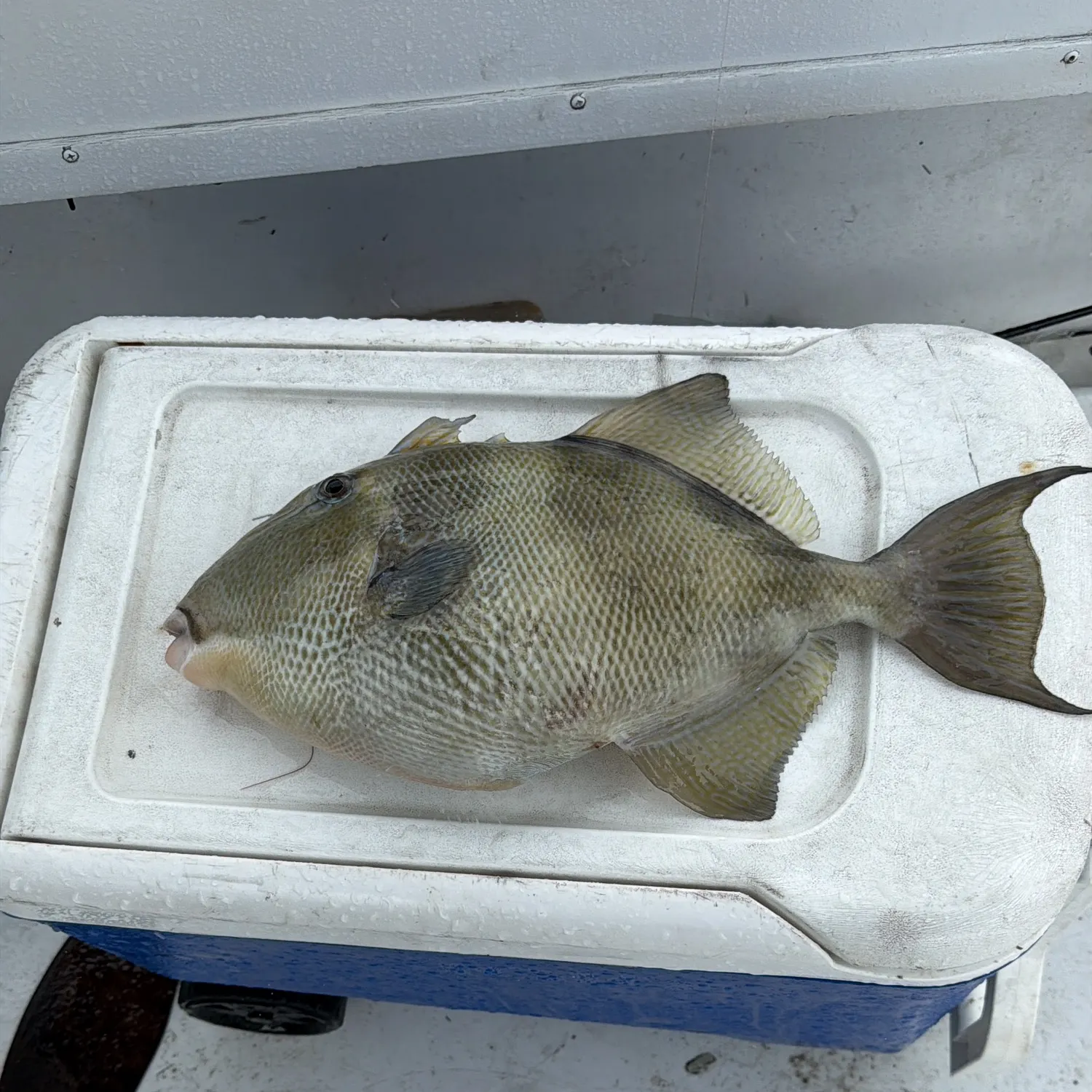 The most recent Grey triggerfish catches on Fishbrain